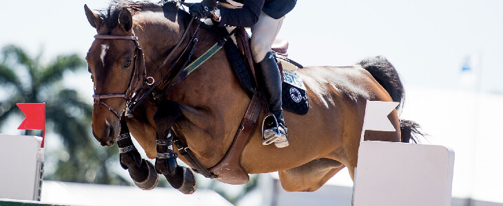 brown horse with person on top jumping a hurdle equine law