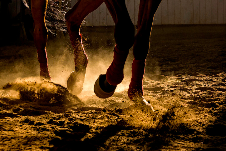 Horse training in the sand and dust