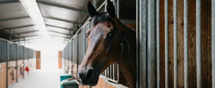 Interior view of a horse stable with one horse