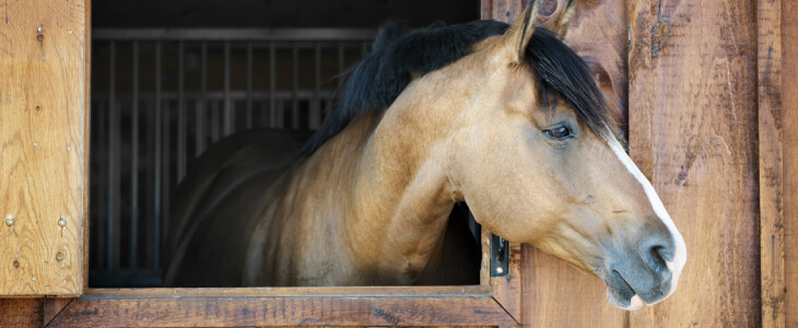 Horse looking out window of stall.