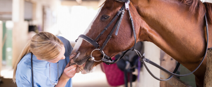 Female veterinarian working with a horse