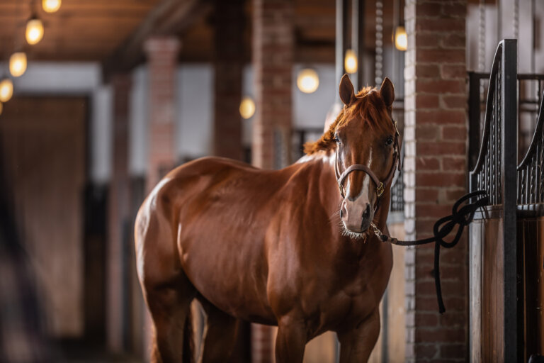 Brown paint horse with white parts of its chops poses inside the stable.