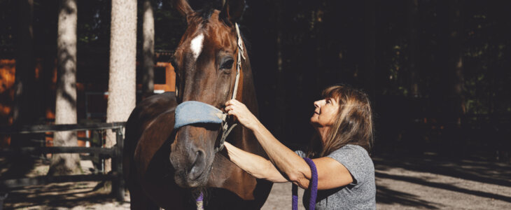 Brown horse walking with his trainer on a summer day.
