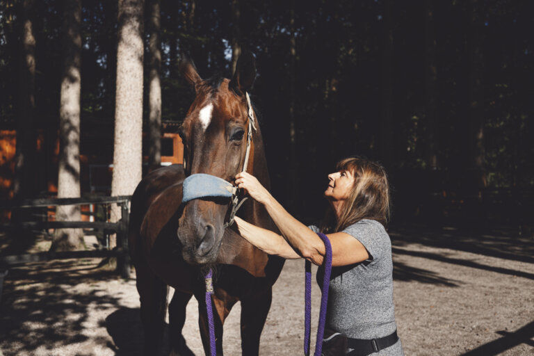 Brown horse walking with his trainer on a summer day.