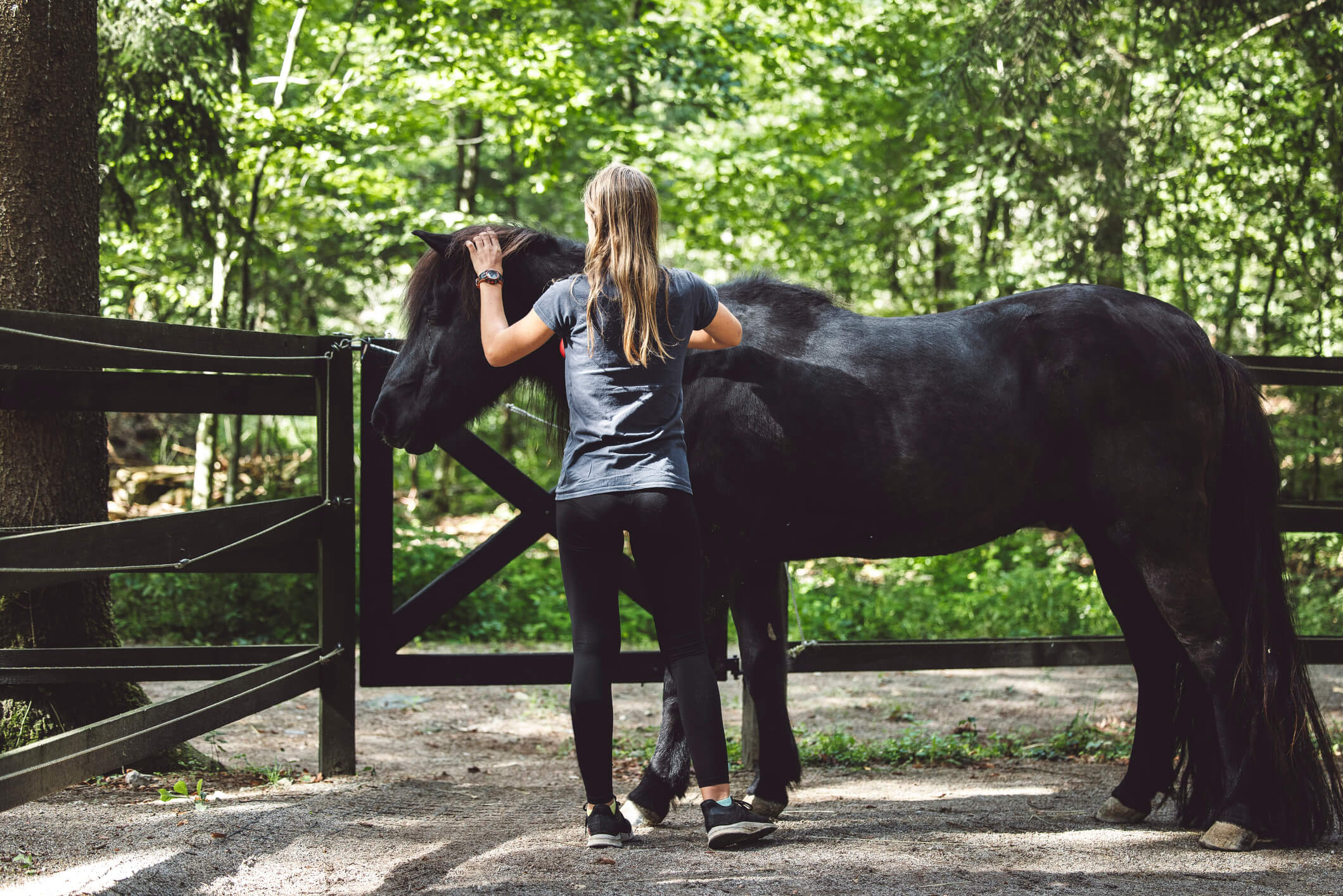 Back view of a woman grooming a black horse