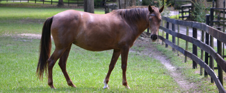 Brown horse in a Florida pasture