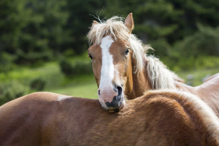 Beautiful chestnut horse
