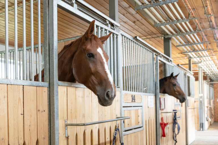 Horse standing in a stall