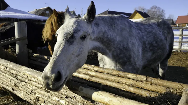 Horses at a ranch