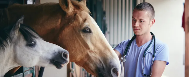 Equine vet observing horse.