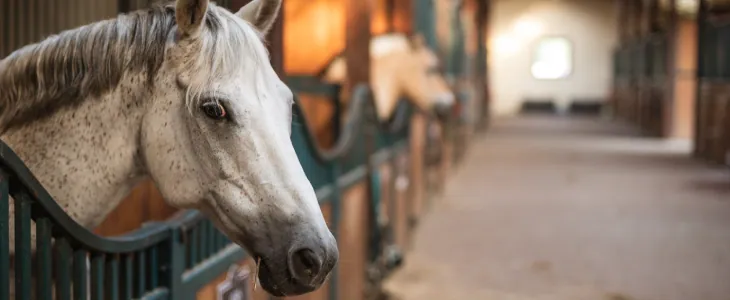 White horse looking out of a stall in a stable