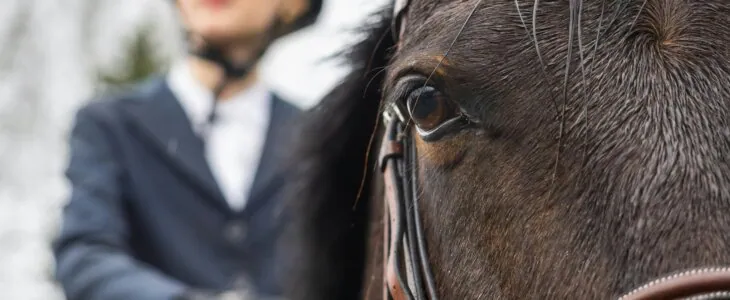 Close-up of a horse's face with a rider in the background