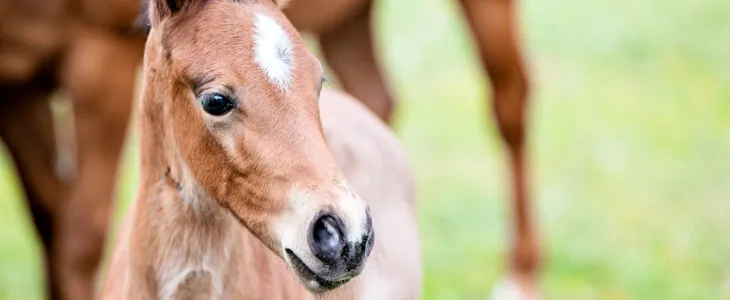 Brown baby horse outdoors, close-up
