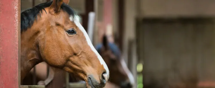 The horse is looking over the stable doors